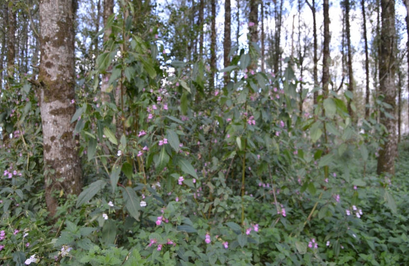 Before - Himalayan Balsam runs rampant nr Torridge, Sheepwash